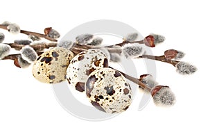 Quail eggs and willow branches on white background, easter composition
