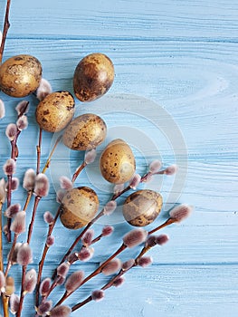 Quail eggs willow seasonal celebrate easter blue wooden background