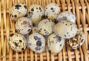 Quail eggs on wisker basket photo