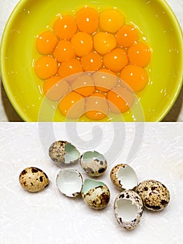 Quail eggs yolks photo