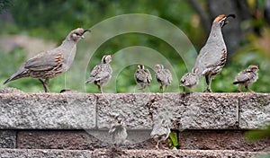 A Quail Family Outing