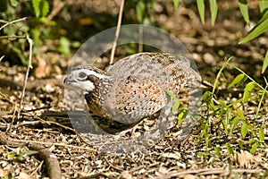 A Quail feeding on seeds