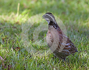 Quail on the grass