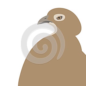 Quail head vector illustration flat style profile