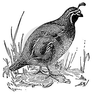 Quail I Antique Bird Illustrations