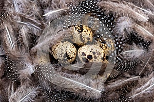 Quail nest with eggs covered with feathers, top view, close-up