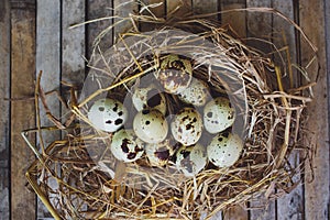 Quail nest with spotted eggs