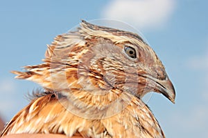 Quail portret