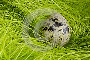 Quail's Egg