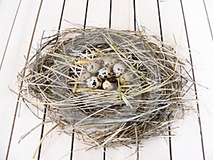 Quail`s nest and quail eggs in decorative concept
