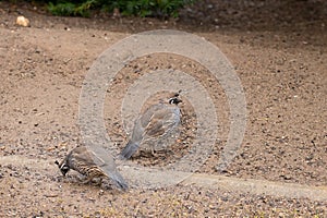 California Quail