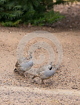 California Quail