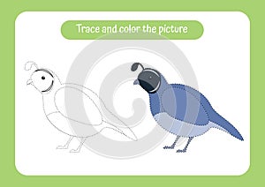 Quail. Trace and color the picture. Educational game for children. Handwriting and drawing practice. Nature theme activity for