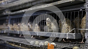 Quails in cages at poultry farm