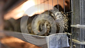 Quails in cages at poultry farm