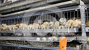 Quails in cages at poultry farm