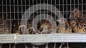 Quails in cages at poultry farm