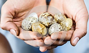 Quails eggs in the hands