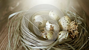 Quails eggs in the nest