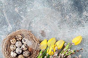 Quails eggs in nest and willow. Easter greeting card