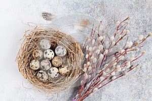 Quails eggs in nest and willow. Easter greeting card