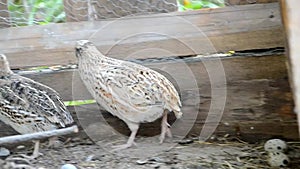 Quails fleeing the shed on a farm
