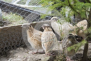 Quails