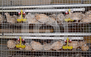 Quails sit in a cage with drinking bowls