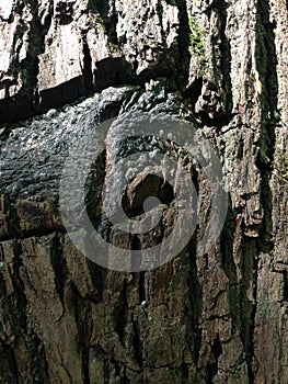 The quaint bark of the tree looks like a ghost, elf. background picture