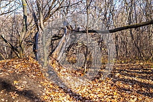 Quaint curved old tree in the autumn forest