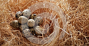 Quaint eggs in straw nest