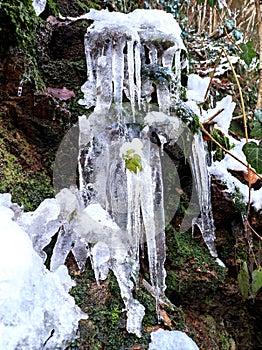 Quaint formation of icicles on mossy cliff