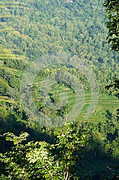 A quaint hut nestled among the tiered rice paddies, surrounded by lush green hills.