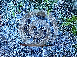 Quaint natural artwork iced morning dew on cobweb over forest floor in frosty autumn morning in macro view