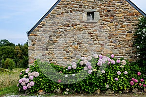 A quaint stone cottage in Brittany, France stands fronted by flowering hydrangea bushes.