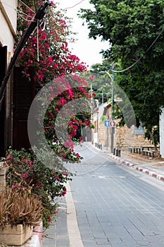 Quaint street in Neve Tzedek, Tel Aviv-Yafo, lined with vibrant bougainvillea and traditional stone houses photo