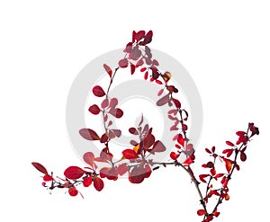 Quaint twig of Berberis Thunbergii Red Barberry  with  autumn leaves and red berries  isolated on white  background. Selective f