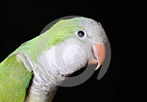 Quaker Parrot