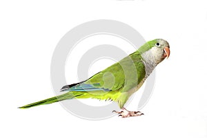 Quaker Parrot photo