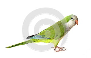 Quaker Parrot photo