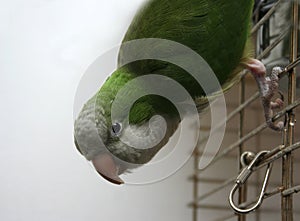 Quaker parrot photo