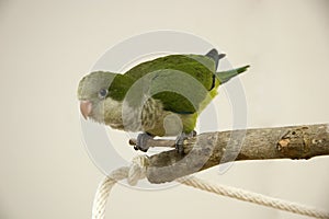 Quaker Parrot photo