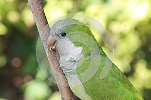 Quaker Parrot on Branch photo