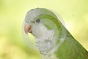 Quaker Parrot close up profile photo