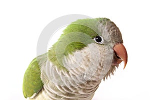 Quaker Parrot Closeup on White Background