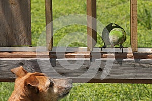 Quaker Parrot and Dog