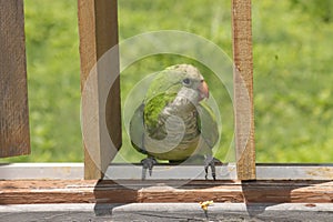Quaker Parrot on Fence