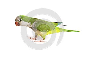 Quaker Parrot Isolated on White