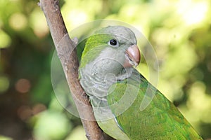 Quaker Parrot looking back photo