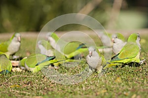 Quaker Parrot or Monk Parakeet